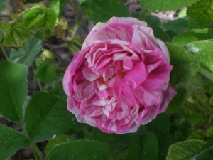 Camaieux, a striped rose from the early 1800s